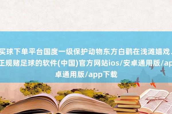 买球下单平台国度一级保护动物东方白鹳在浅滩嬉戏、觅食-正规赌足球的软件(中国)官方网站ios/安卓通